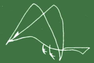 bird-05