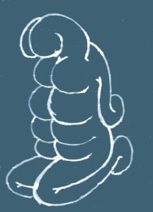 butt-belly
